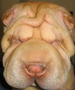 Shar Pei mit exzessiven Hautfalten
