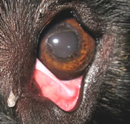 Eversion der Nickhaut